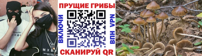 Галлюциногенные грибы Psilocybe Смоленск